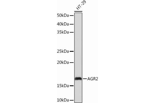 AGR2 Antikörper