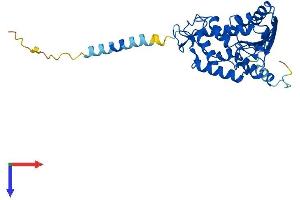 AlphaFold protein structure predicition of Human Recombinant CD38 Protein, UniprotID P28907 (CD38 Protein (AA 1-300) (His tag))