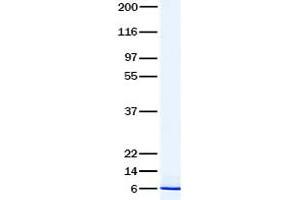 Validation with Western Blot (MIA2 Protein)