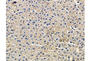 ABIN7096609 and ABIN7100673 at 1/100 staining mouse liver tissue by IHC-P.