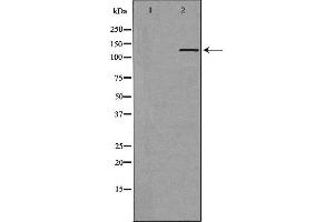 Western blot analysis of Hela whole cell lysates, using PER3 Antibody. (PER3 antibody  (Internal Region))