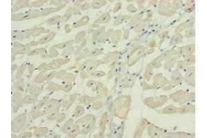 Immunohistochemistry (IHC) image for anti-Wingless-Type MMTV Integration Site Family, Member 4 (WNT4) (AA 23-351) antibody (ABIN7166300)
