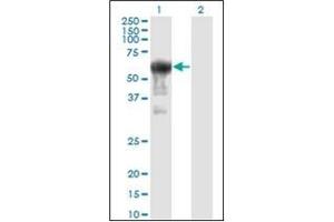 Western Blotting (WB) image for anti-Prune Exopolyphosphatase (PRUNE) antibody (ABIN954343) (PRUNE antibody)