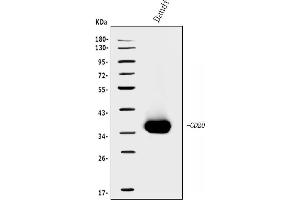 Western blot analysis of CD20/MS4A1 using anti-CD20/MS4A1 antibody (ABIN7599233).