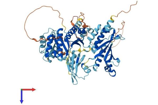 IGF2BP2 Protein (AA 1-599) (His tag)