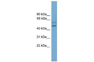 RAB11FIP2 antibody used at 1 ug/ml to detect target protein. (RAB11FIP2 antibody)
