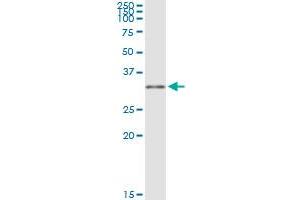 MYD88 MaxPab rabbit polyclonal antibody. (MYD88 antibody  (AA 1-296))