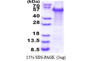 SDS-PAGE (SDS) image for WW Domain Containing Transcription Regulator 1 (WWTR1) (AA 1-400) protein (His tag) (ABIN5778298)