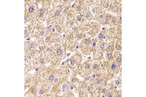 ST3GAL3 antibody  (AA 30-375)