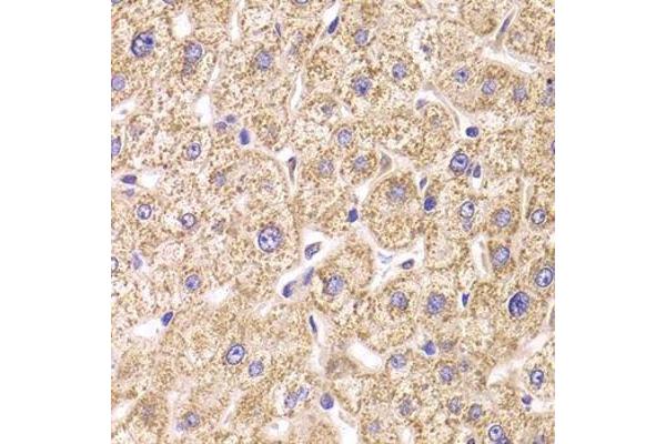 ST3GAL3 antibody  (AA 30-375)