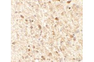 Immunohistochemical analysis of MS4A6A in rat brain tissue with MS4A6A polyclonal antibody  at 2.