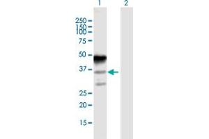 Western Blot analysis of MAGEA8 expression in transfected 293T cell line by MAGEA8 MaxPab polyclonal antibody.
