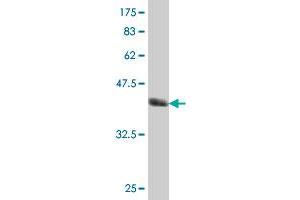 Western Blot detection against Immunogen (37. (SUMO3 antibody  (AA 1-103))