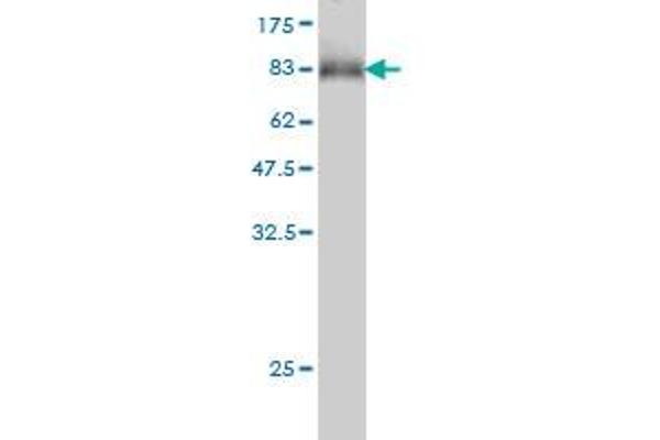 MLH1 antibody  (AA 1-756)