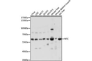 Western blot analysis of extracts of various cell lines, using NFIC antibody (ABIN7268974) at 1:1000 dilution. (NFIC antibody  (AA 1-220))