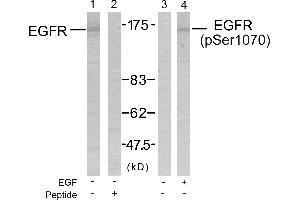 Western blot analysis of the extracts from SK-OV3 cells untreated or treated with EGF using EGFR(Ab-1070) Antibody and EGFR(Phospho-Ser1070) Antibody. (EGFR antibody  (pSer1070))