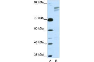 WB Suggested Anti-GTF2I Antibody   Titration: 2. (GTF2I antibody  (N-Term))