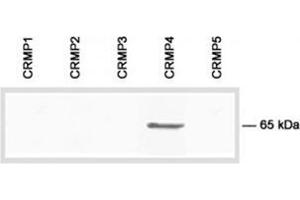 Immunoblot analysis of the specificity of CRMP4 antibody Cat. (DPYSL3 antibody  (C-Term))