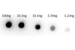 Dot Bot of Rabbit Anti-Sheep IgG Biotin Conjugated Antibody Min X human serums. (Rabbit anti-Sheep IgG (Heavy & Light Chain) Antibody (Biotin) - Preadsorbed)