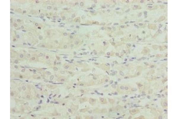 TSPAN33 antibody  (AA 118-235)