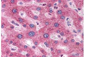 Anti-OSTC antibody  ABIN1049189 IHC staining of human liver. (OSTC antibody  (N-Term))