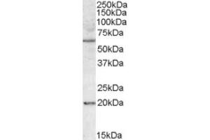 Image no. 1 for anti-BCL2-Associated Athanogene 4 (BAG4) (Internal Region) antibody (ABIN375054) (BAG4 antibody  (Internal Region))