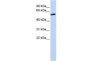 Western Blotting (WB) image for anti-Zinc Finger Protein 454 (ZNF454) antibody (ABIN2458230) (ZNF454 antibody)