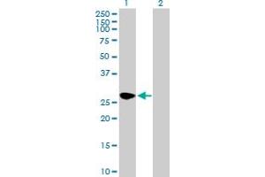 Western Blot analysis of SEC22A expression in transfected 293T cell line by SEC22A MaxPab polyclonal antibody.