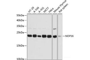 Western blot analysis of extracts of various cell lines using NOP16 Polyclonal Antibody at dilution of 1:3000. (NOP16 antibody)
