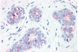 Anti-SYNGR2 / Synaptogyrin 2 antibody  ABIN1049373 IHC staining of human, breast. (SYNGR2 antibody  (Internal Region))