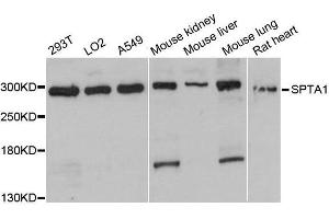 Western blot analysis of extracts of various cell lines, using SPTA1 antibody. (SPTA1 antibody  (AA 940-1160))