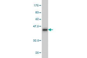 Western Blotting (WB) image for anti-phosphodiesterase 6D, CGMP-Specific, Rod, delta (PDE6D) (AA 1-150) antibody (ABIN562150)