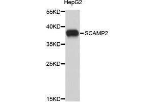 Western blot analysis of extracts of HepG2 cells, using SCAMP2 antibody (ABIN1875873). (SCAMP2 antibody)