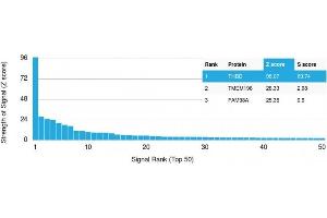 Analysis of Protein Array containing >19,000 full-length human proteins using Thrombomodulin Recombinant Mouse Monoclonal Antibody (rTHBD/1591) Z- and S- Score: The Z-score represents the strength of a signal that a monoclonal antibody (MAb) (in combination with a fluorescently-tagged anti-IgG secondary antibody) produces when binding to a particular protein on the HuProtTM array. (Recombinant Thrombomodulin antibody  (AA 69-194))