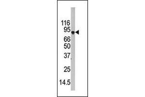 Western blot analysis of G7L Pab 1813d in 293 cell line lysate (35 μg/lane). (ATG7 antibody  (C-Term))