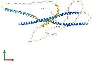 AlphaFold protein structure predicition of Human Recombinant GOLGA8DP Protein, UniprotID Q0D2H9 (GOLGA8DP Protein (AA 1-430) (His tag))