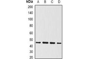 Western blot analysis of BMP15 expression in OVCAR3 (A), mouse kidney (B), mouse liver (C), rat brain (D) whole cell lysates. (BMP15 antibody)