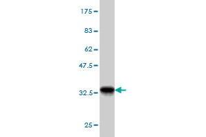 Western Blot detection against Immunogen (32. (GTF2A1 antibody  (AA 1-63))