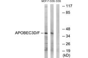 Western blot analysis of extracts from COS7/MCF-7 cells, using APOBEC3D/F Antibody. (APOBEC3D/F (AA 232-281) antibody)