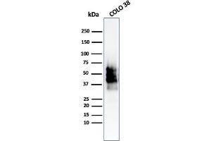 Western Blot Analysis of COLO-38 cell lysate using SOX10-Monospecific Recombinant Rabbit Monoclonal Antibody (SOX10/2311R). (Recombinant SOX10 antibody  (AA 115-269))