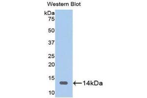 Western Blotting (WB) image for anti-Fatty Acid Binding Protein 3, Muscle and Heart (FABP3) (AA 1-133) antibody (ABIN1078017)