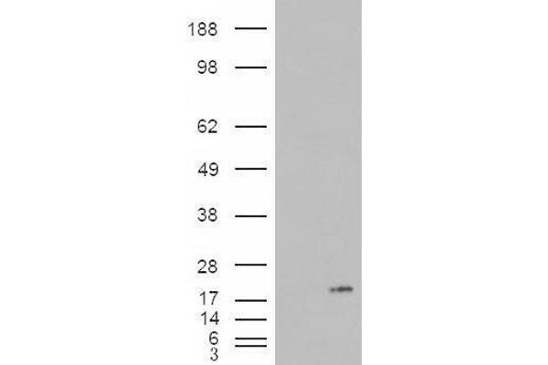 PLA2G1B antibody  (C-Term)