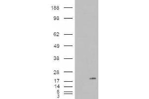 HEK293 overexpressing PLA2G1B (ABIN5381921) and probed with ABIN238555 (mock transfection in first lane). (PLA2G1B antibody  (C-Term))