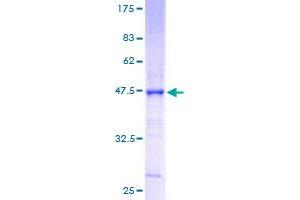 Claudin 3 Protein (CLDN3) (AA 1-220) (GST tag)