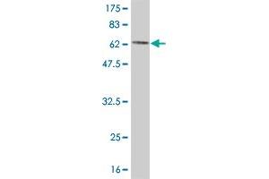 Western Blot detection against Immunogen (67. (CKB antibody  (AA 1-381))