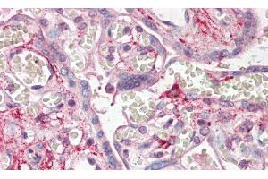 Detection of PDPN in Human Placenta Tissue using Polyclonal Antibody to Podoplanin (PDPN) (Podoplanin antibody  (AA 23-143))