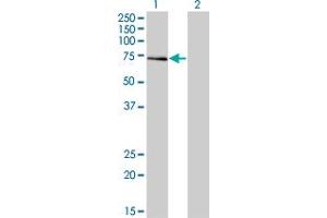 Western Blot analysis of ALF expression in transfected 293T cell line by ALF monoclonal antibody (M05), clone 3E4. (GTF2A1L antibody  (AA 251-348))