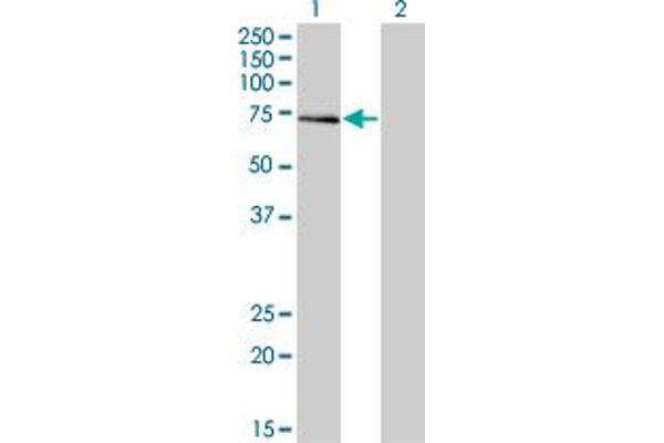 GTF2A1L antibody  (AA 251-348)