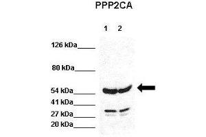 WB Suggested Anti-PPP2CA Antibody  Positive Control: Lane 1:441 µg HEK293 lysate Lane 2: 041 µg H1299 lysate Primary Antibody Dilution: 1:0000Secondary Antibody: Goat anti-rabbit-HRP Secondry  Antibody Dilution: 1:0000Submitted by: Jose Luis Rosa, Universitat de Barcelona