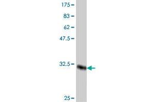 Western Blot detection against Immunogen (33. (CHRM3 antibody  (AA 1-67))